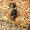 Osmie abeille solitaire posée au printemps sur l'hôtel à insecte.Pascal Mathias
